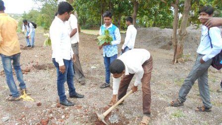 Tree Plantation